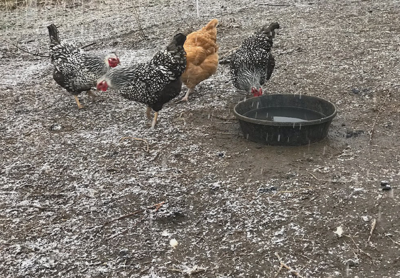 chickens in the snow before they use their nesting boxes