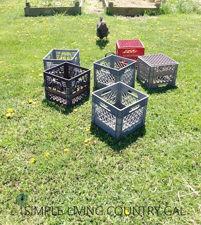 Building Milk Crate Chicken Nesting Boxes