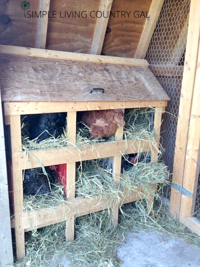 Building Milk Crate Chicken Nesting Boxes Simple Living Country Gal