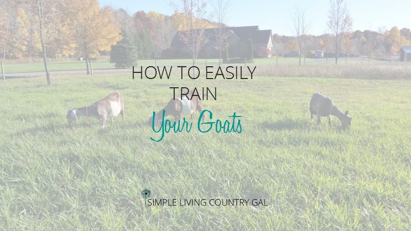 How To Easily Train Your Goats