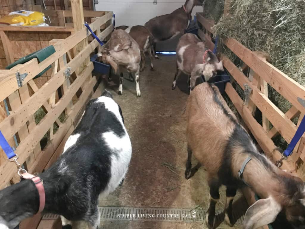 goats eating grain in a barn tethered to a post