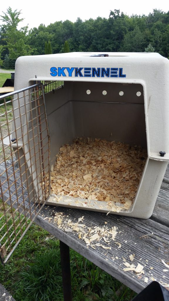 a plastic pet carrier with a layer of wood shavings on the bottom for a sick chicken