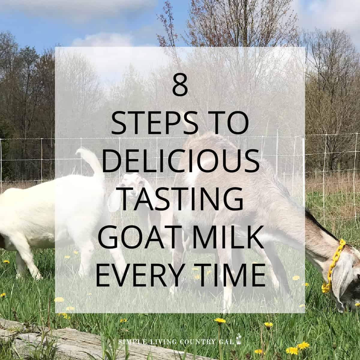 8 Steps to Delicious Tasting Goat Milk Every Time
