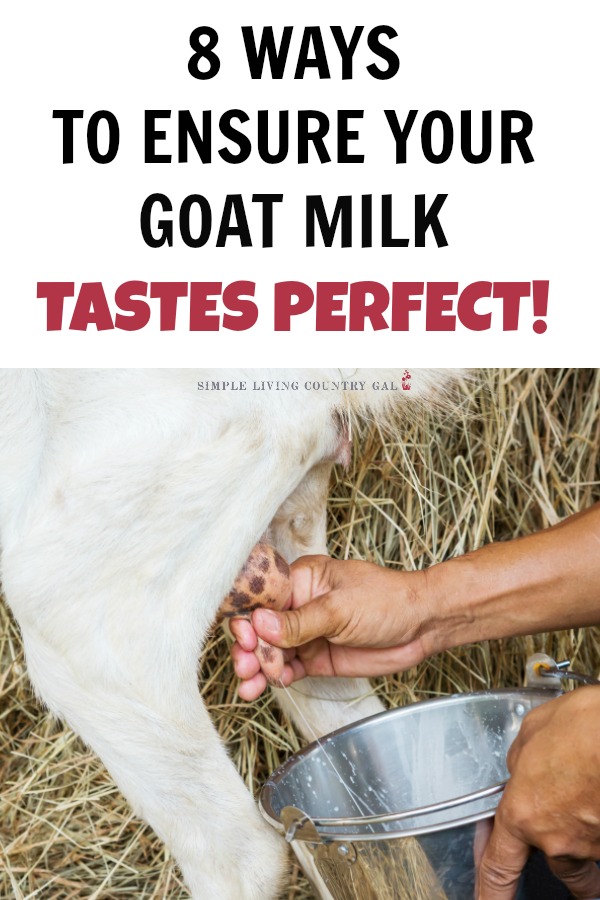 If you follow these 8 simple steps I promise your goat milk will taste delicious every time! How to ensure you have goat milk that tastes perfect every single time. #goatmilk #dairygoats #urbanfarming #backyardfarming #homesteading 