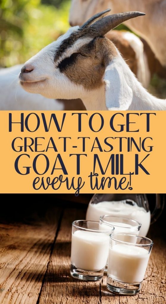 How to get great tasting goat milk every time