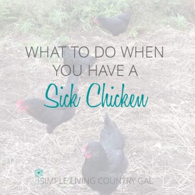 It is important to have a safe place for your sick hen so she can heal safely and not infect the rest of the flock.