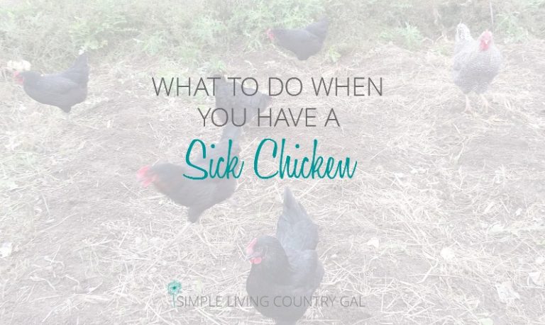 Sick Chicken Checklist for Healthier Hens