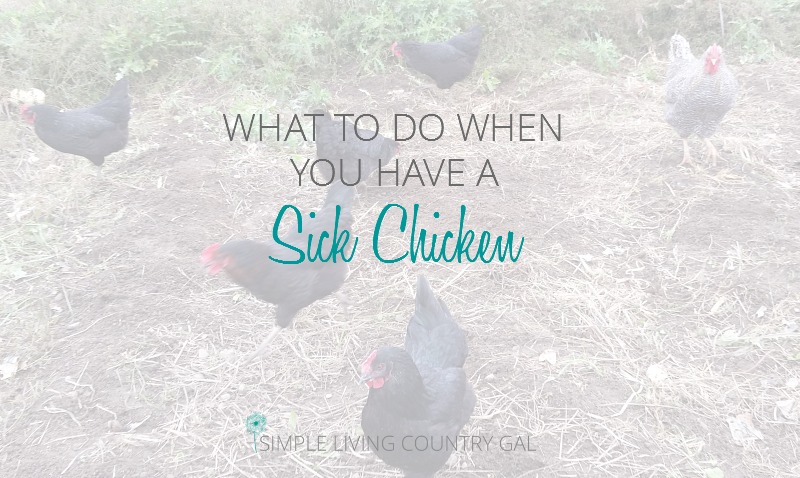 It is important to have a safe place for your sick hen so she can heal safely and not infect the rest of the flock.