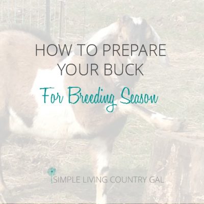 Rut can be a strenuous time for bucks, with a few simple steps you can ensure that both your buck and your does are ready for the big event!