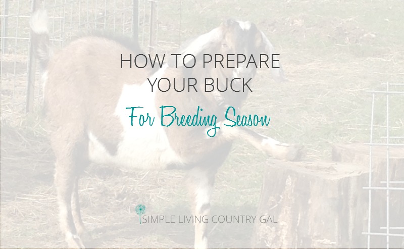 How to Prepare for Bucks Breeding Season