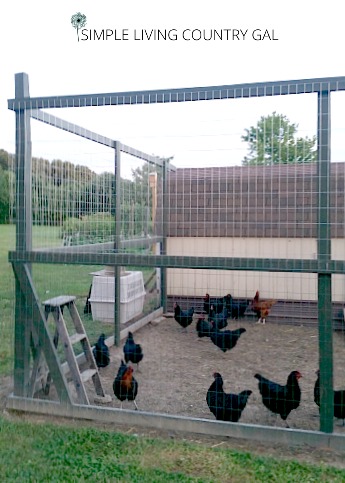 It is important to provide a safe run for your chickens so that they cannot get out and predators cannot get in.