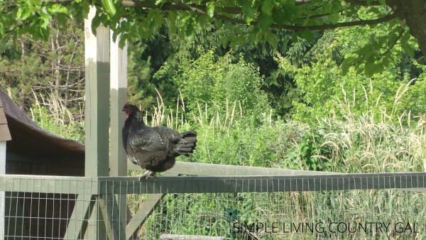 It is important to provide a safe run for your chickens so that they cannot get out and predators cannot get in.How to build a chicken run to not only to keep your chickens in and out of your garden but also to keep predators out and your chickens safe. #chickens #chickencoop #slcg