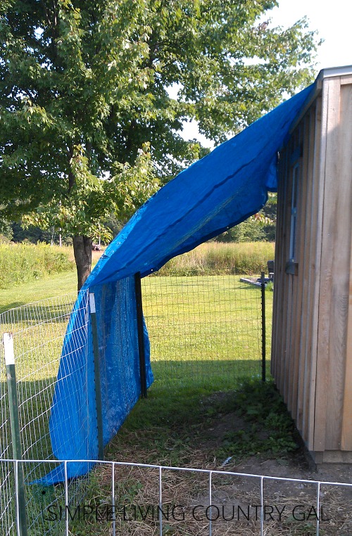 Adding a tarp to great some shade in the chicken coup area will help keep your animals cool on a hot day