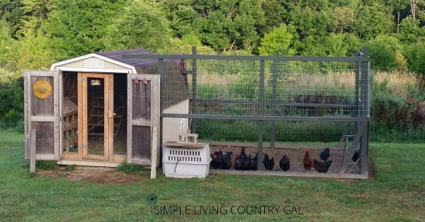 How To Build A Chicken Run To Keep Your Chickens Safe From Predators