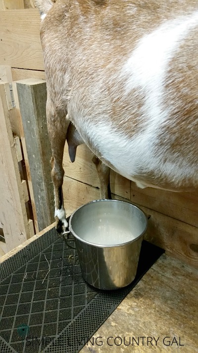 Goat on a milk stand. How to encourage goats to drink more water for a better milk supply