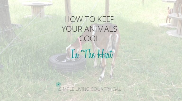 Simple Tips to Help Keep Your Animals Cool in the Heat of Summer