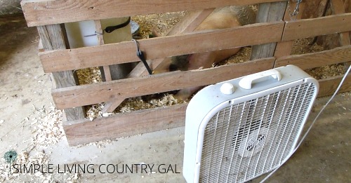 Keeping a fan in your barn is a great way to help keep your animals cool in hot weather