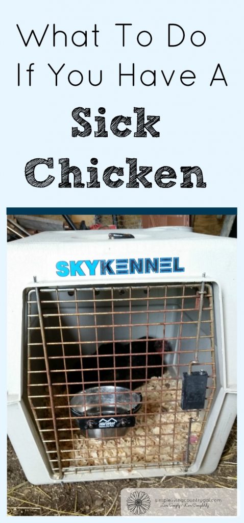 Sick Chicken Crate