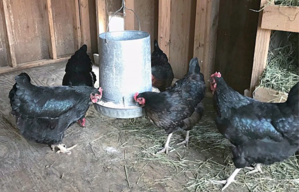 chickens eating in a coop. How to tell if you have a sick chicken checklist.