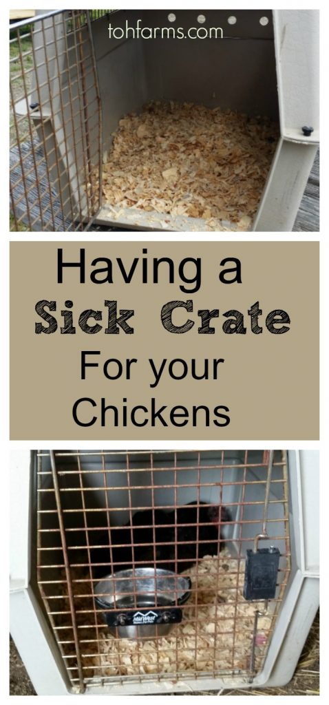 It is important to have a safe place for your sick hen so she can heal safely and not infect the rest of the flock. A chicken sick crate is a great tool to have on the homestead. #sickchicken #chickencare #backyardchickens
