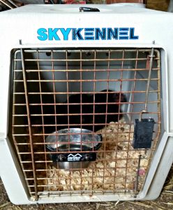 sick hen in a dog crate. Sick chicken checklist to help your flock stay healthy