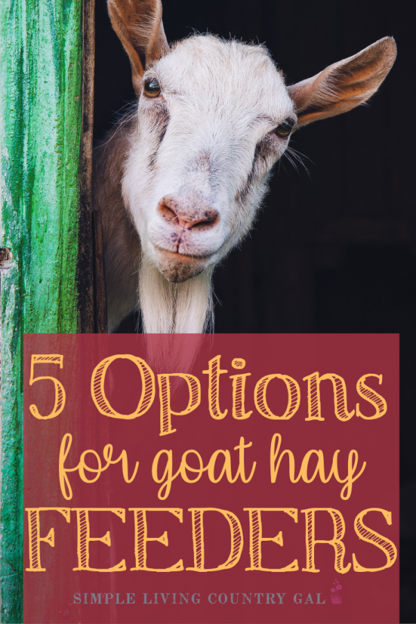 Hay Feeder Options For Goats 