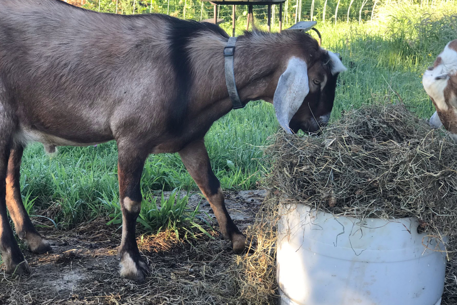 boat buck eating hay. goat hay feeder options for feeding hay to your goats. 