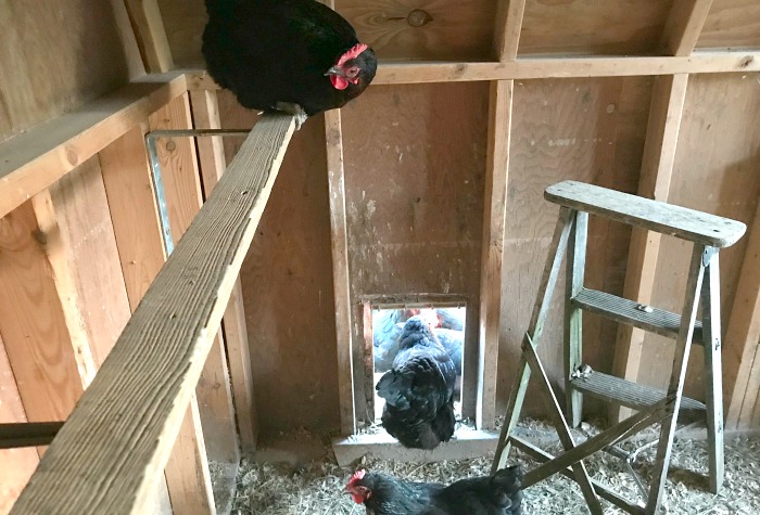 a chicken on a roost inside of a chicken coop