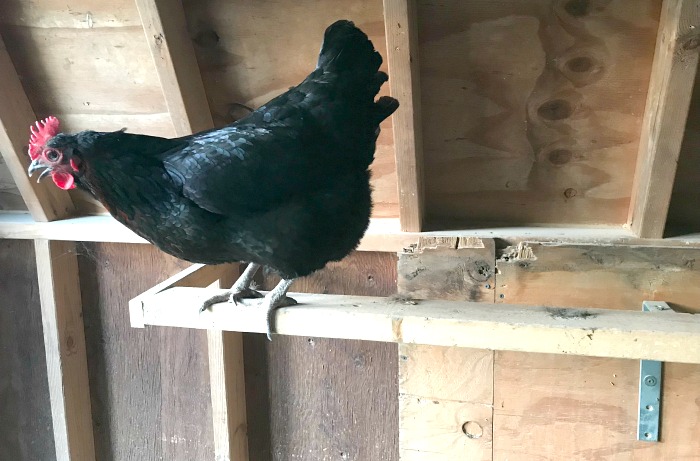 Everything You Need To Know About Chicken Roosts Simple Living