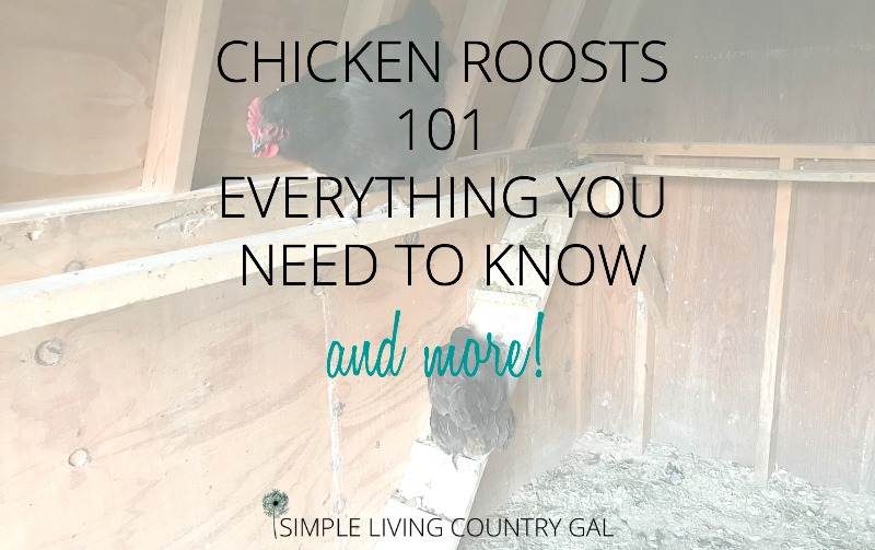 chicken roost 101 everything you need to know and more. DIY chicken roost