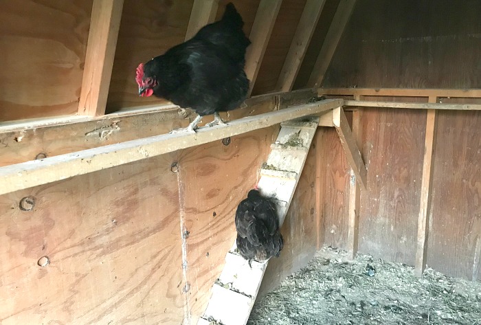 chickens on the chicken roost in a chicken coop