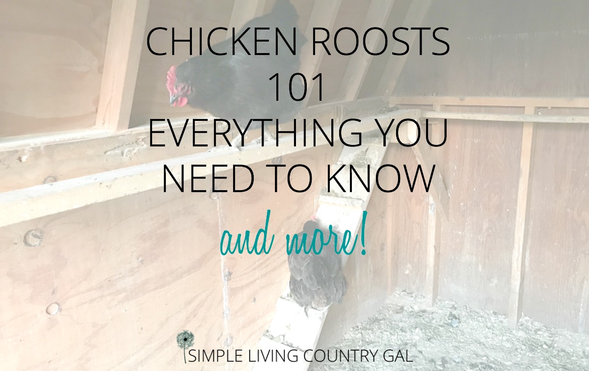 Everything You Need To Know About DIY Chicken Roosts | Simple Living Country Gal