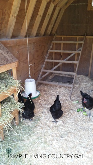 chickens in a coop 