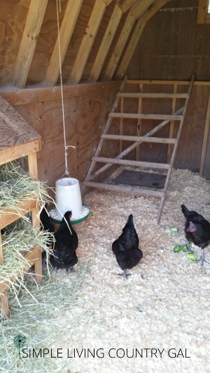 Chicken Coop Design - Such the Spot