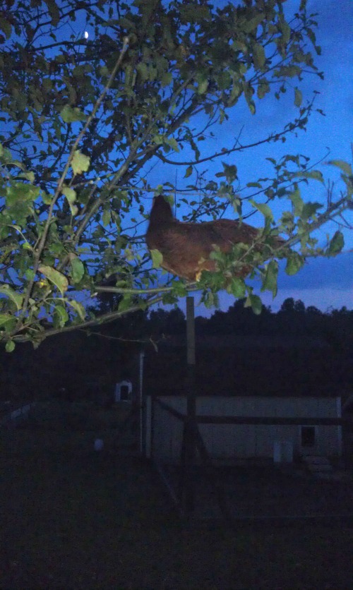 chicken up in a tree after dark