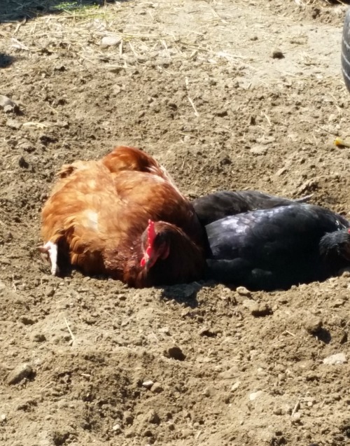 Chickens lying in dirt cleaning themselves with dust baths