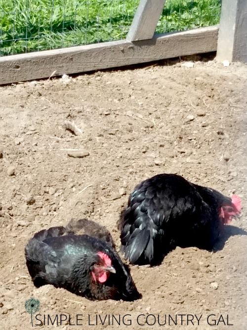 two chickens lying in the dirt of a chicken coop