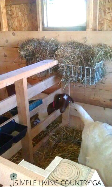 Goats in a pen eating hay. goat hay feeder DIY goat feeder from recycled materials. 
