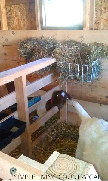 best goat hay feeder