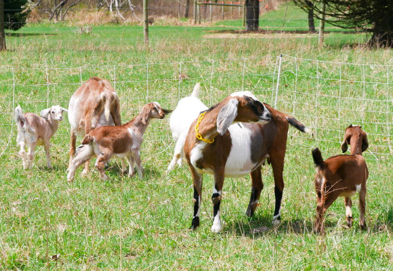 goats in a pasture. Give ideas for anyone that loves goats. Goat lovers gift guide