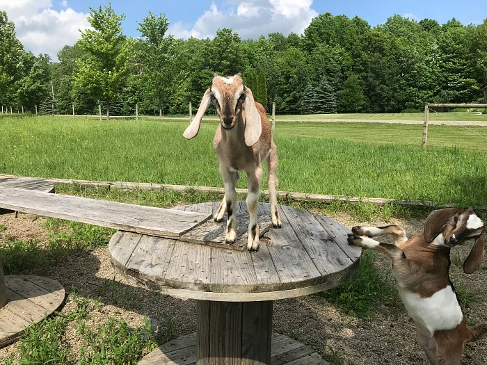 Goats play on our free goat playground. This is one of many steps you can take to start homesteading.