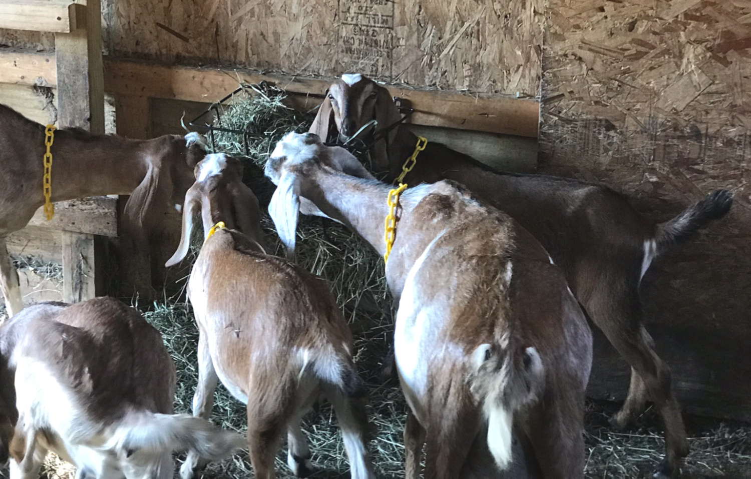 goats eating hay out of a goat hay feeder. Hay feeding options for your goats. 