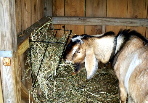 Hanging Metal Goat Hay Feeder.