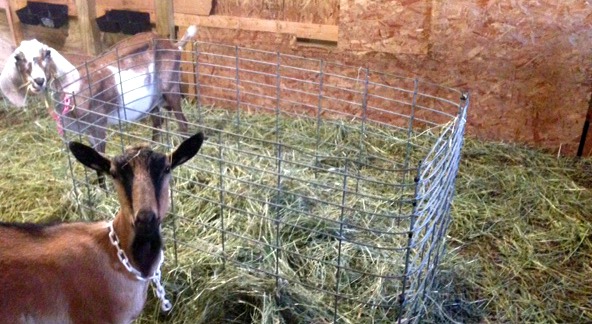 Goat in a barn. DIY fence goat hay feeder. 