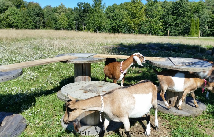 Building A Free DIY Goat Playground - Step by Step ...