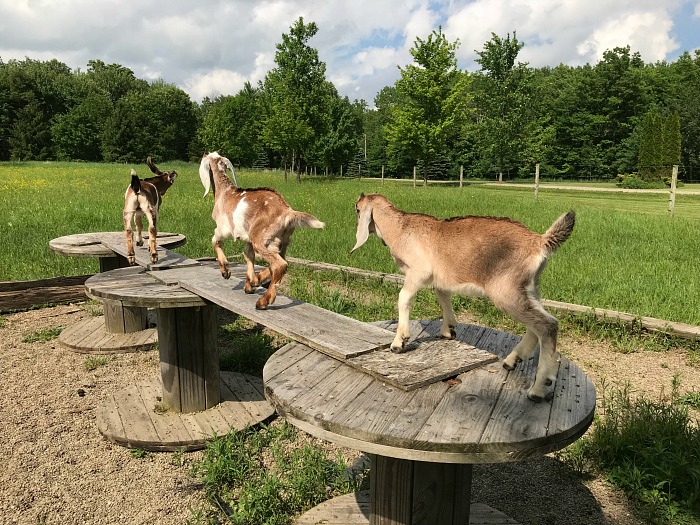 goat playing on our free DIY goat playground made of wire wooden spools