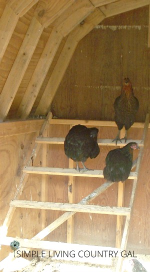 Everything You Need To Know About Chicken Roosts Simple Living