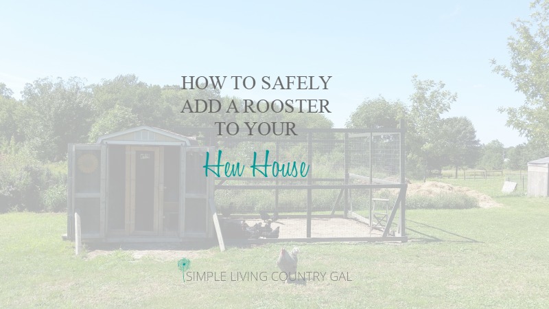 The Trick to Adding a Rooster to your Hen House