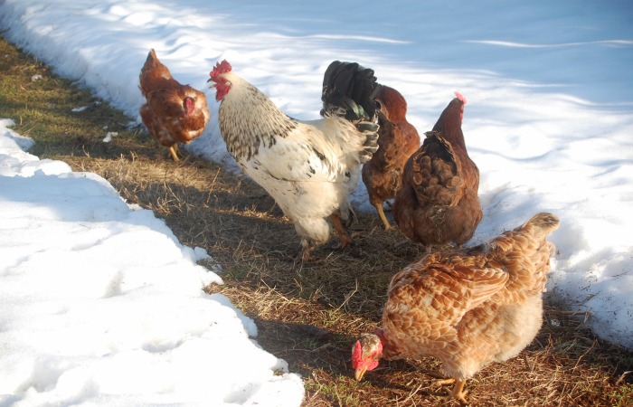 How to Winterize the Chicken Coop: 4 Steps for Success – Backyard