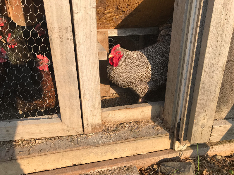 a new rooster added to a hen house